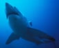 A great white shark