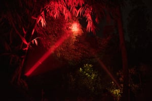 When tracking lorises, Nekaris and her team use a red-filtered torch to avoid disturbing the animals.