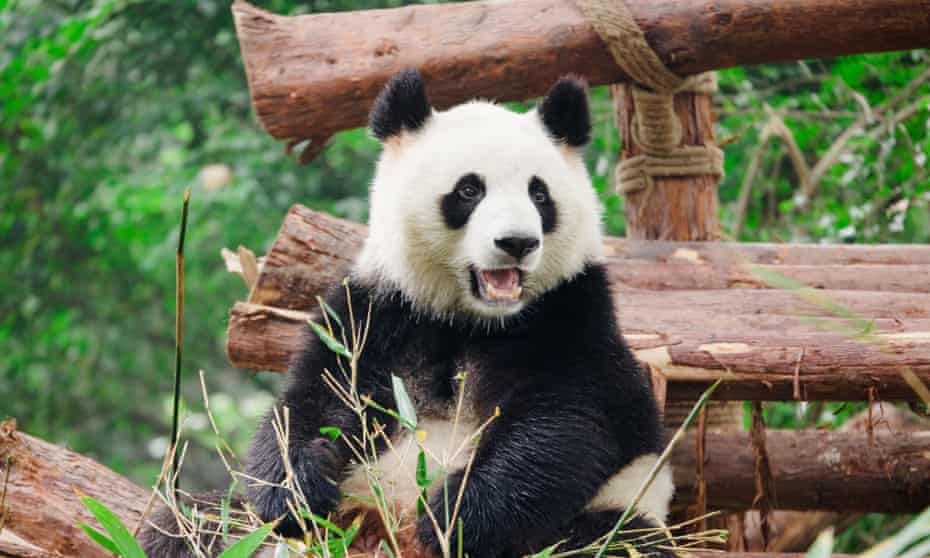 Giant pandas in Sichuan are at risk from illegal deforestation, Greenpeace says.