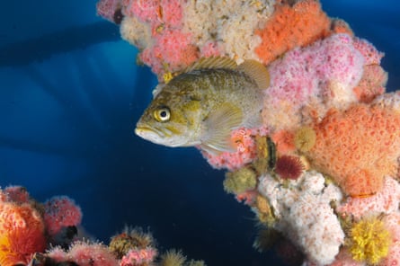 A fish against a colorful collection of organisms