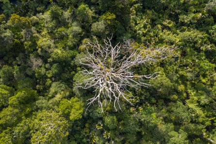 A lush forest viewed from above with a skeletal dying kauri rising above the surrounding trees