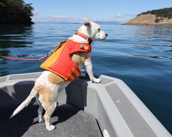 Dogs and drones: how scientists are saving Washington’s endangered orcas