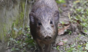 An adult male pygmy hog in India.