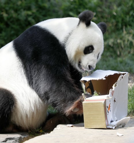 Wang Wang