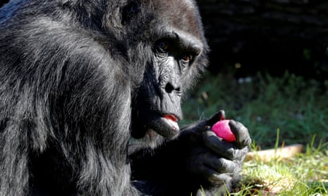 Zoo break-in 'odd' no illegal monkey market in NZ - WWF