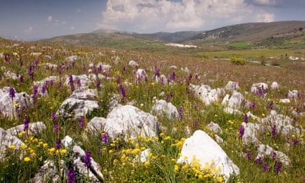 A limestone pasture with orchids on the Gargano Peninsula, Italy.