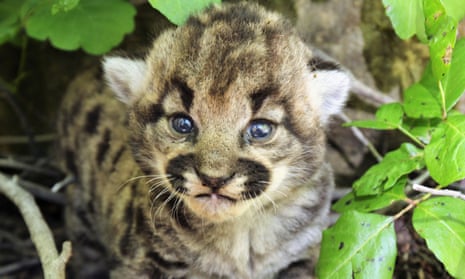 One of the kittens of the all-female litter discovered in southern California hills.