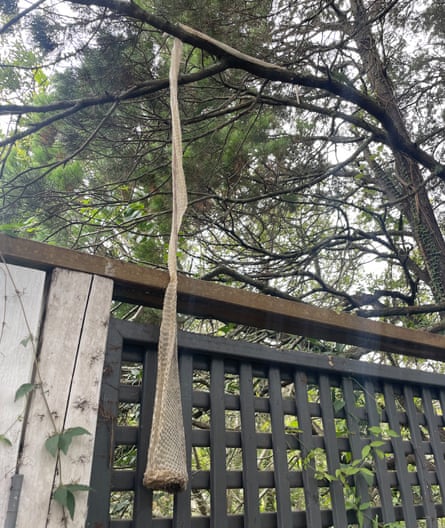 A snake skin left hanging from a tree branch over the deck
