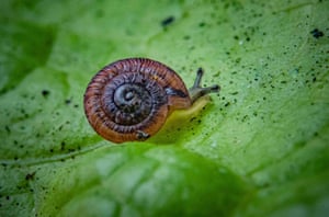 Um caracol terrestre da Ilha Desertas. O caracol pode ter sido salvo da beira da extinção depois que mais de 1.300 nascidos em um programa de reprodução pioneiro do Reino Unido foram soltos na natureza. O caracol terrestre da Ilha Desertas, do tamanho de uma ervilha, já foi considerado extinto depois que nenhum avistamento foi registrado por mais de um século, mas conservacionistas do Reino Unido e da Madeira agora esperam repovoar sua casa no Atlântico Norte