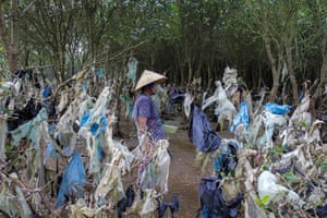 A woman walks through a stunning plastic forest that was created by rising floodwater south of Hanoi.