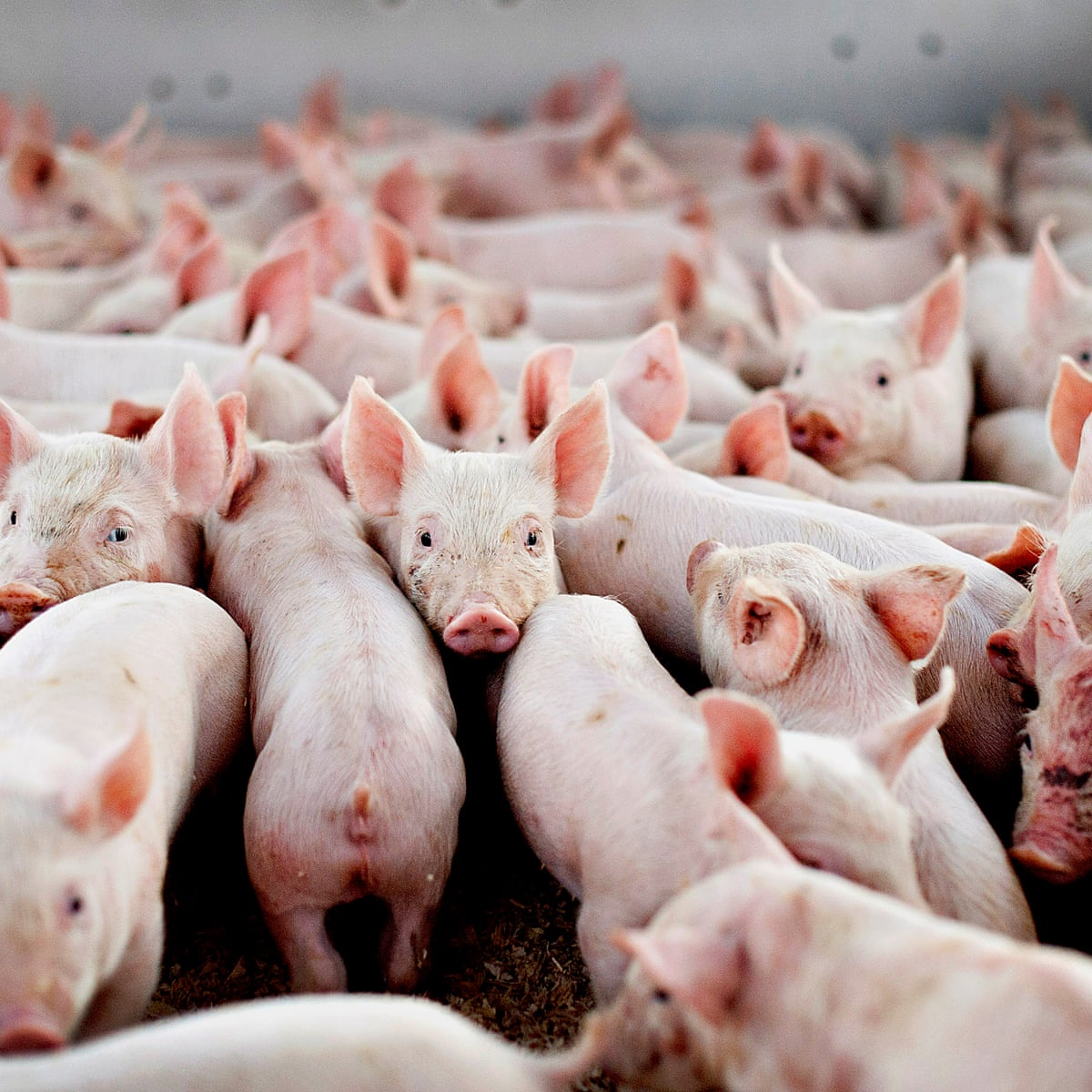 Ban Burning And Burying Of Animals In Us Covid 19 Farm Culls Ngos