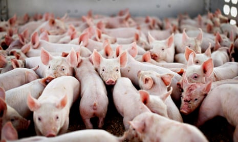Among other methods, pigs have been killed by a method known as ventilator shutdown, in which the airways to a barn are closed off and steam is introduced.