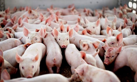 Pig farming in Illinois, US