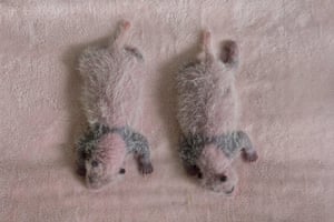 Os dois filhotes gêmeos de panda chamados Fleur de Coton e Petite Neige dormem em uma incubadora no zoológico de Beauval em Saint-Aignan-sur-Cher, França.