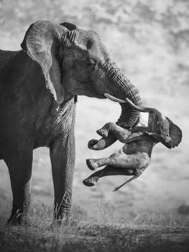 A black-and-white shot of an elephant with her dead calf wedged between her tusk and trunk