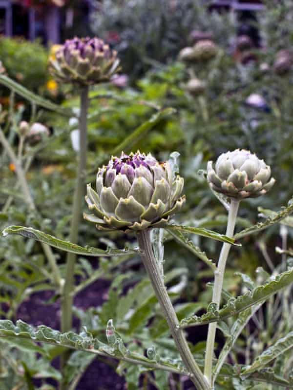 Artichokes