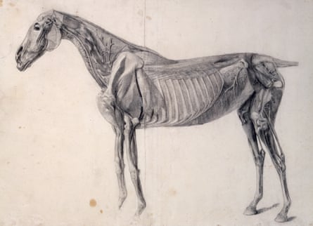 Finished study for Anatomy of the Horse: 4th Anatomical Table by George Stubbs (1756-58).