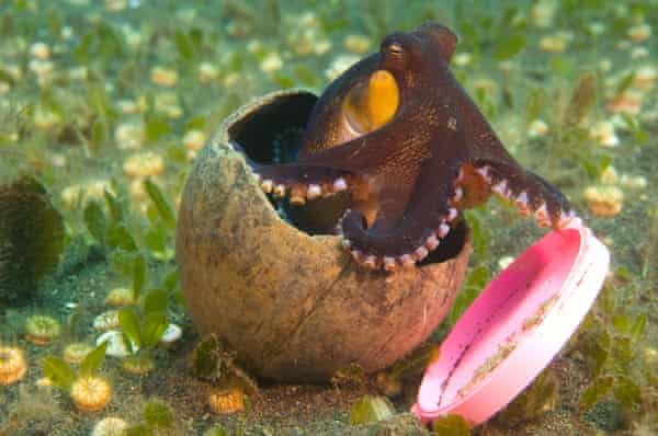 The coconut octopus is one of the few cephalopods known to exhibit the behaviour of using a tool.