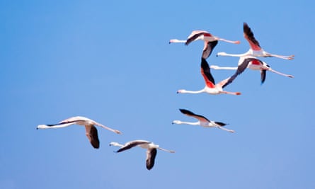 Flamingos flying over the Delta del Llobregat.