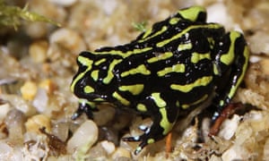The northern corroboree frog is on the endangered species list in Australia.