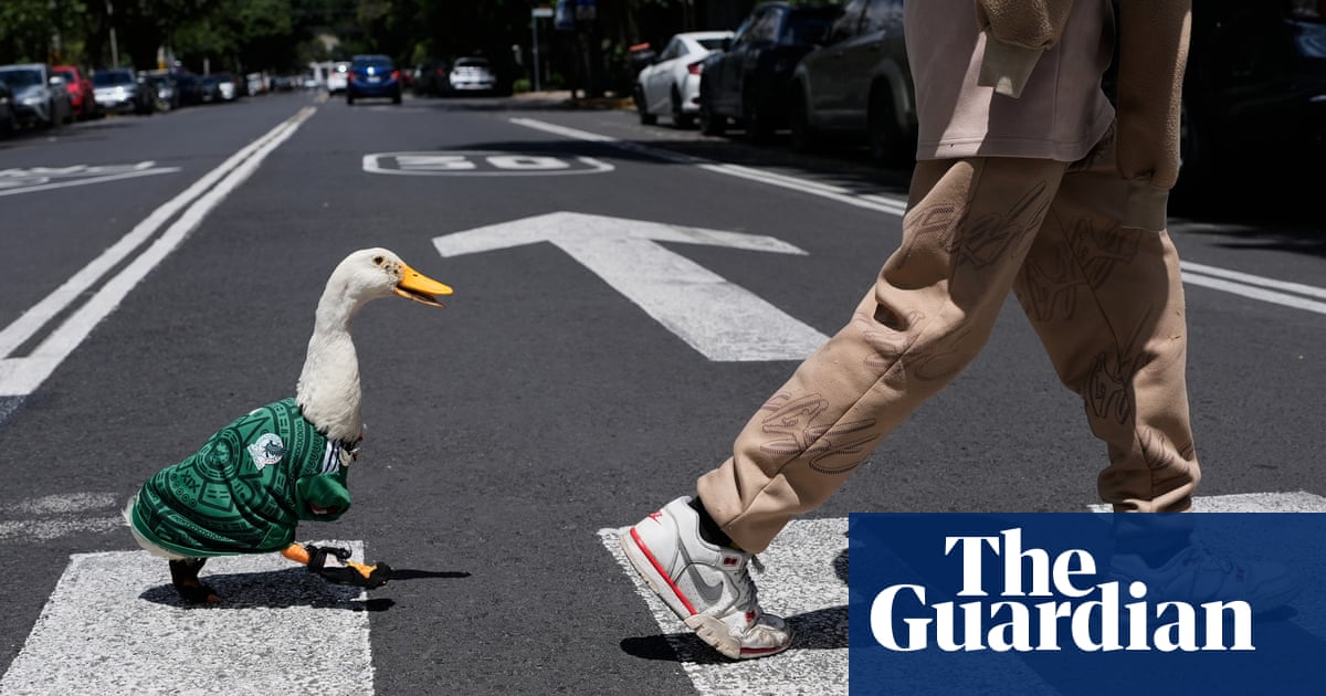 Duck, duck, goal: bird dressed in Mexico’s World Cup jersey scores on social media