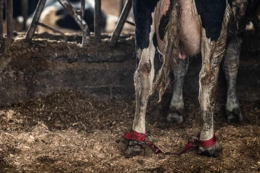 A close up of a cow’s tethered legs