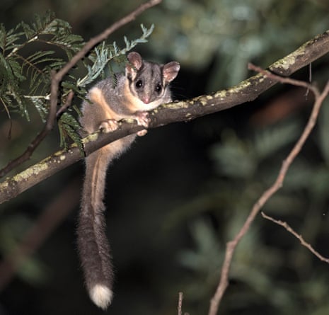 A Leadbeater’s possum