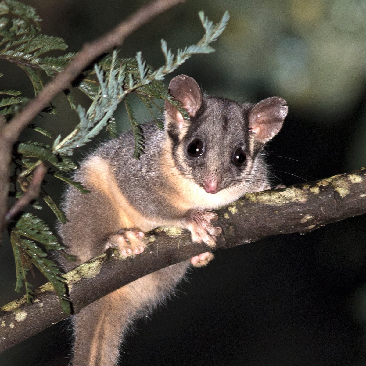 Australian threatened species at risk with no recovery plans finalised in past 18 months | Endangered species | The Guardian Australian threatened species at risk with no recovery plans finalised in past 18 months | Endangered species | The Guardian