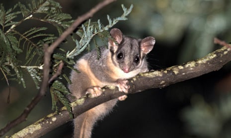 grey and brown furred marsupial with big ears and black eyes clinging to the branch of a tree