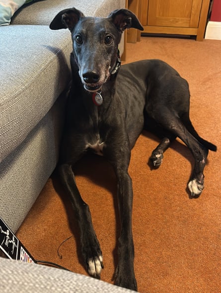 Lettuce the greyhound lies on the floor leaning against a sofa
