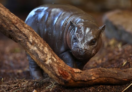 Panya behind a low tree branch