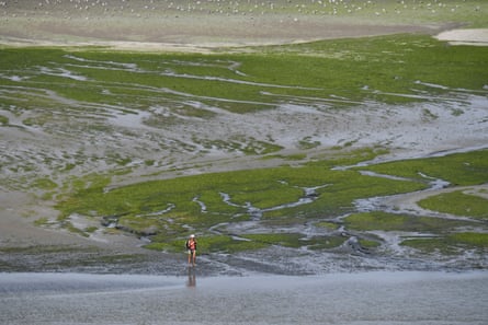 A woman on Grandville beach, which is covered with toxic green algae, in Hillion, near Saint-Brieuc.