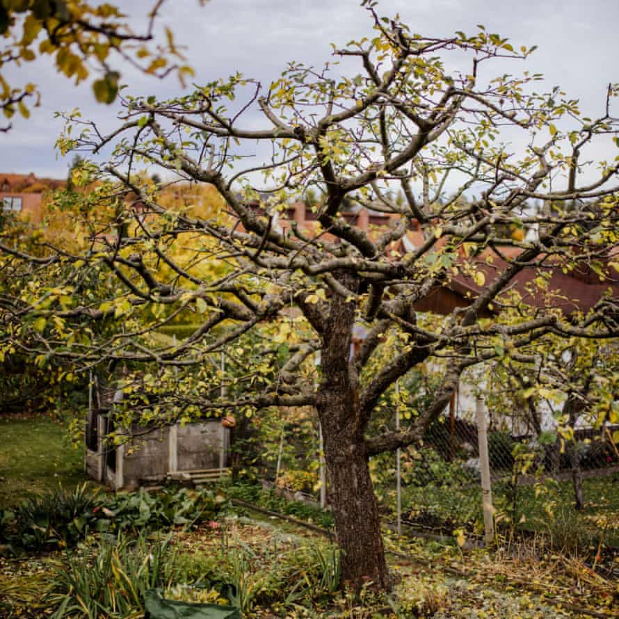 finished pruned apple tree