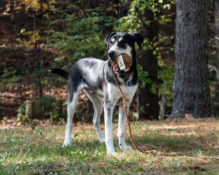 A dog playing with A Freya & Dax Coconut Rope Toy