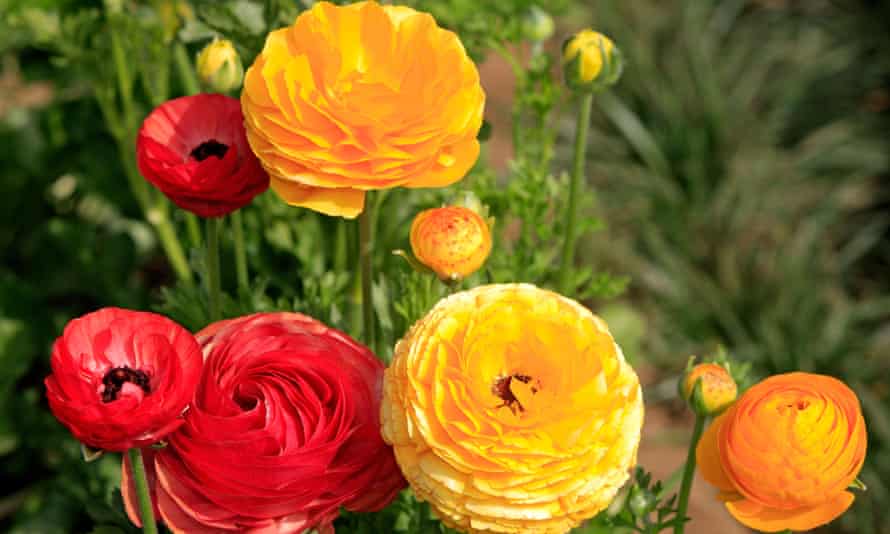 Ranunculus asiaticus.