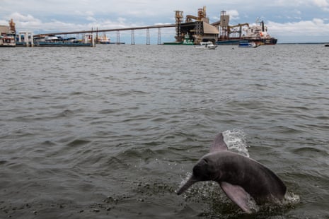 Boto or Amazon river dolphins (Inia geoffrensis) hunt for scraps of fish from the fish market in front of soya bean processing port, Cargill port, in Santarém in the Tapajós region in the Amazon, Brazil.