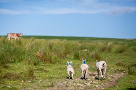 Three sheep walk on rocky ground through sparse grass. A cow stands in the distance.