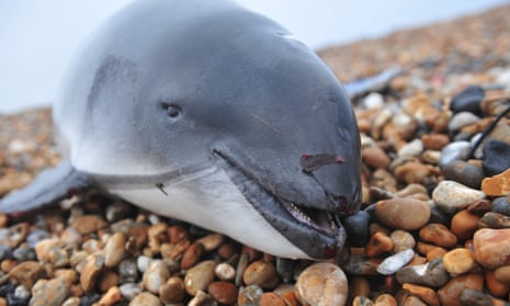 A harbour porpoise washed up on a beach in Kent