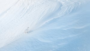 Birds in the Environment. Structures.‘I spotted this Rock Ptarmigan walking slowly up a snowy hillside in the Swiss mountains on a frozen winter’s day. Ptarmigans are masters of camouflage, their white winter plumage blending in so well with the snow. I noticed that the footprints this bird was leaving in the snow, emphasised by the low, flat light, were perhaps more noticeable than the bird itself. I framed the image so that the bird was part of the picture to highlight its expansive environment and show the wonderful textures in the snow.’