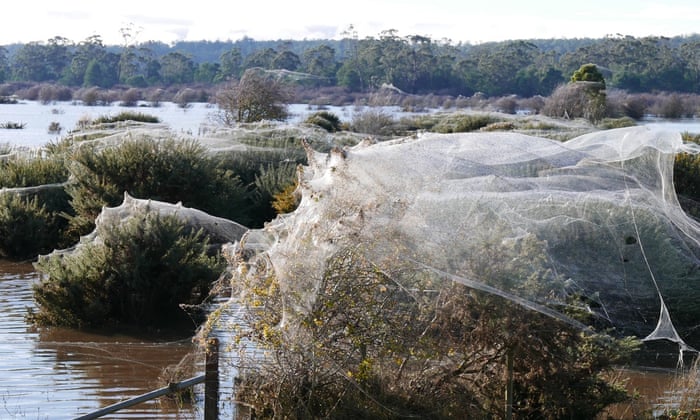 Summer in Australia: Fires, floods  deadly spiders
