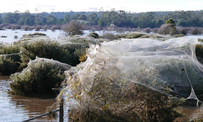 World S Widest Web Flood Hit Spiders Find Higher Ground Environment The Guardian