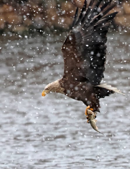 A white-tailed eagle after catching a fish