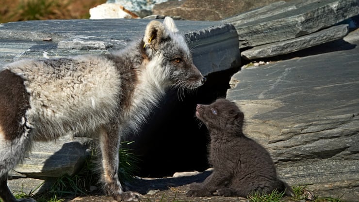Un zorro ártico y su cachorro en la estación de cría en cautiverio.  Se han perdido nueve zorros debido a ataques de águilas reales en las instalaciones. Fotografía: Folleto