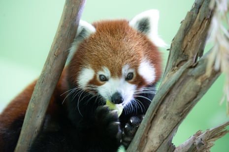 A red panda in its enclosure at Sydney Zoo.
