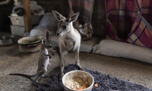 Kangaroos under the care of Wytaliba wildlife carers Julie Willis and Gary Wilson