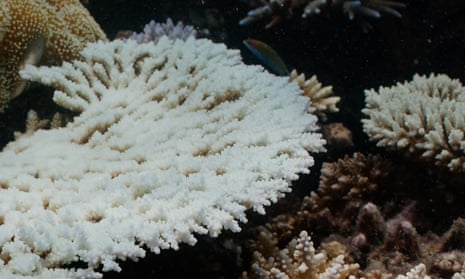 Dead and dying coral on part of the Great Barrier Reef off Townsville in what the marine park’s chief scientist says is widespread bleaching. 