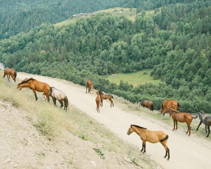 A group of feral horses on the road leading to Omalo