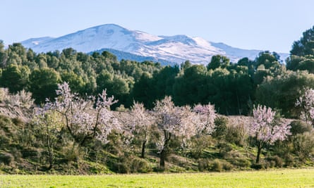 Blooming almond trees and snowy mountains, Sierra Nevad, Andalucía.