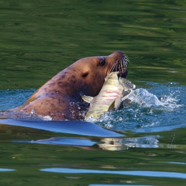 Морской лев плавает с лососем во рту 
