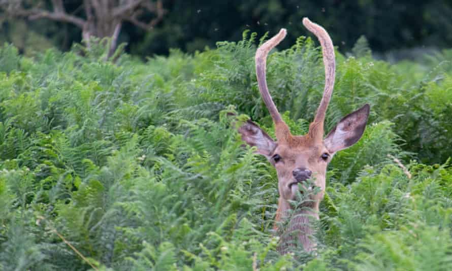 A deer among ferns